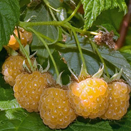 Raspberry, Yellow Dwarf